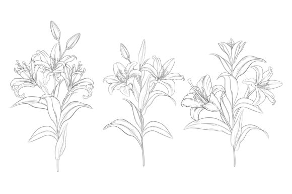 Download Drawn Floral Illustrations Graphic - Floral illustrations Collection